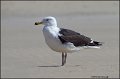 12SB4771 greater-black-backed gull